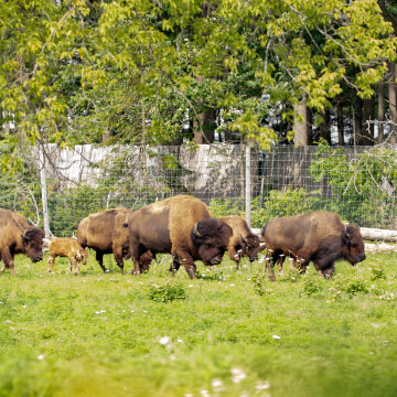 American plains bison herd tour their area of the Shalom Zoo.