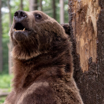I Photoshoped the wire fence out of this photograph of a grizzly bear.
