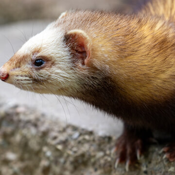 A sneaky ferret is ready to pounce.
