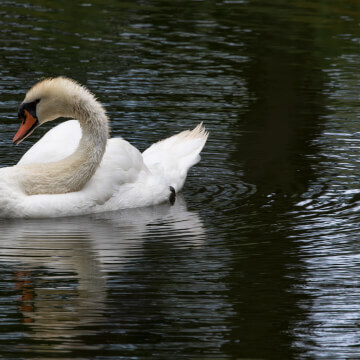 A beautiful Mute Swan does a cleanes.