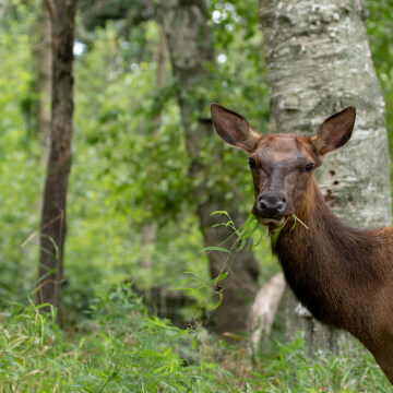 A cow elk noms on some leaves.