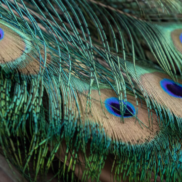 Plumage