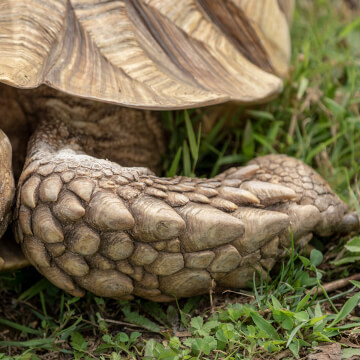 A long way from home, an African spurred tortoise struts around the grasses of the Shalom Zoo.