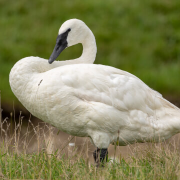 Trumpeter Bill