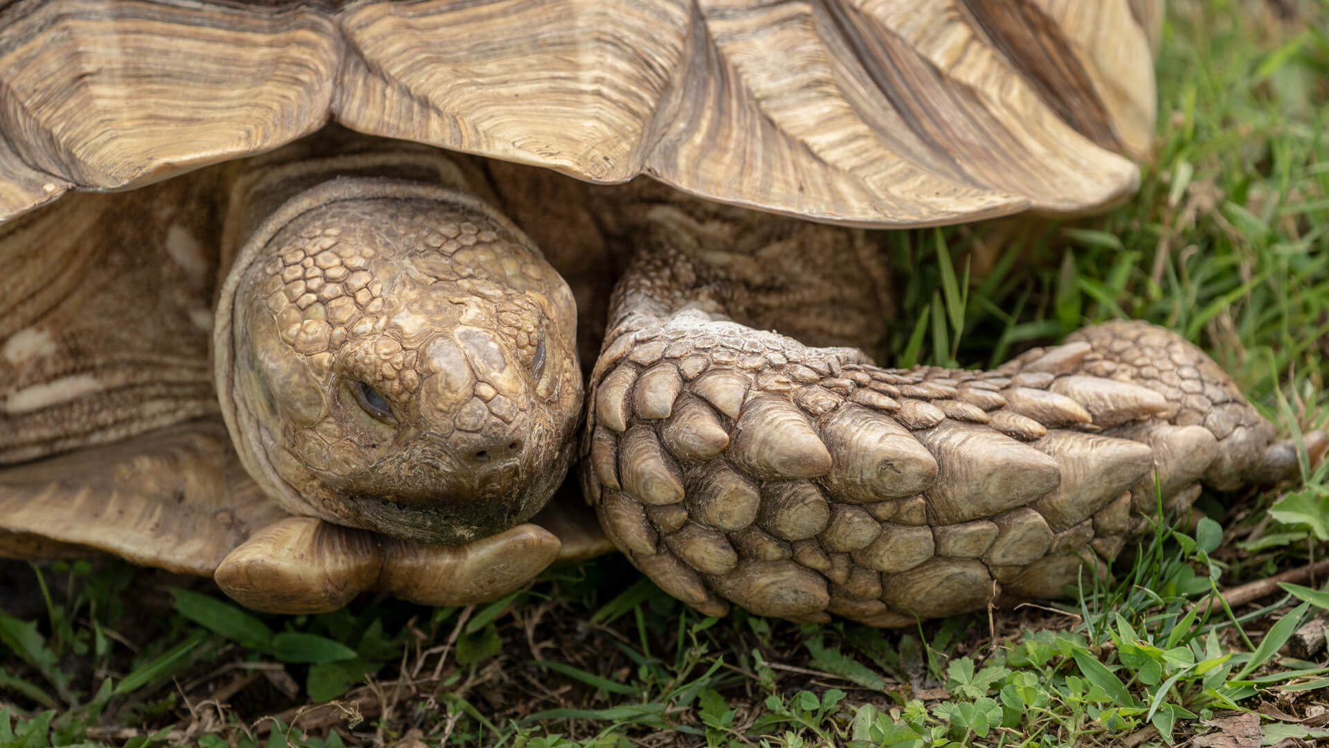 A long way from home, an African spurred tortoise struts around the grasses of the Shalom Zoo.